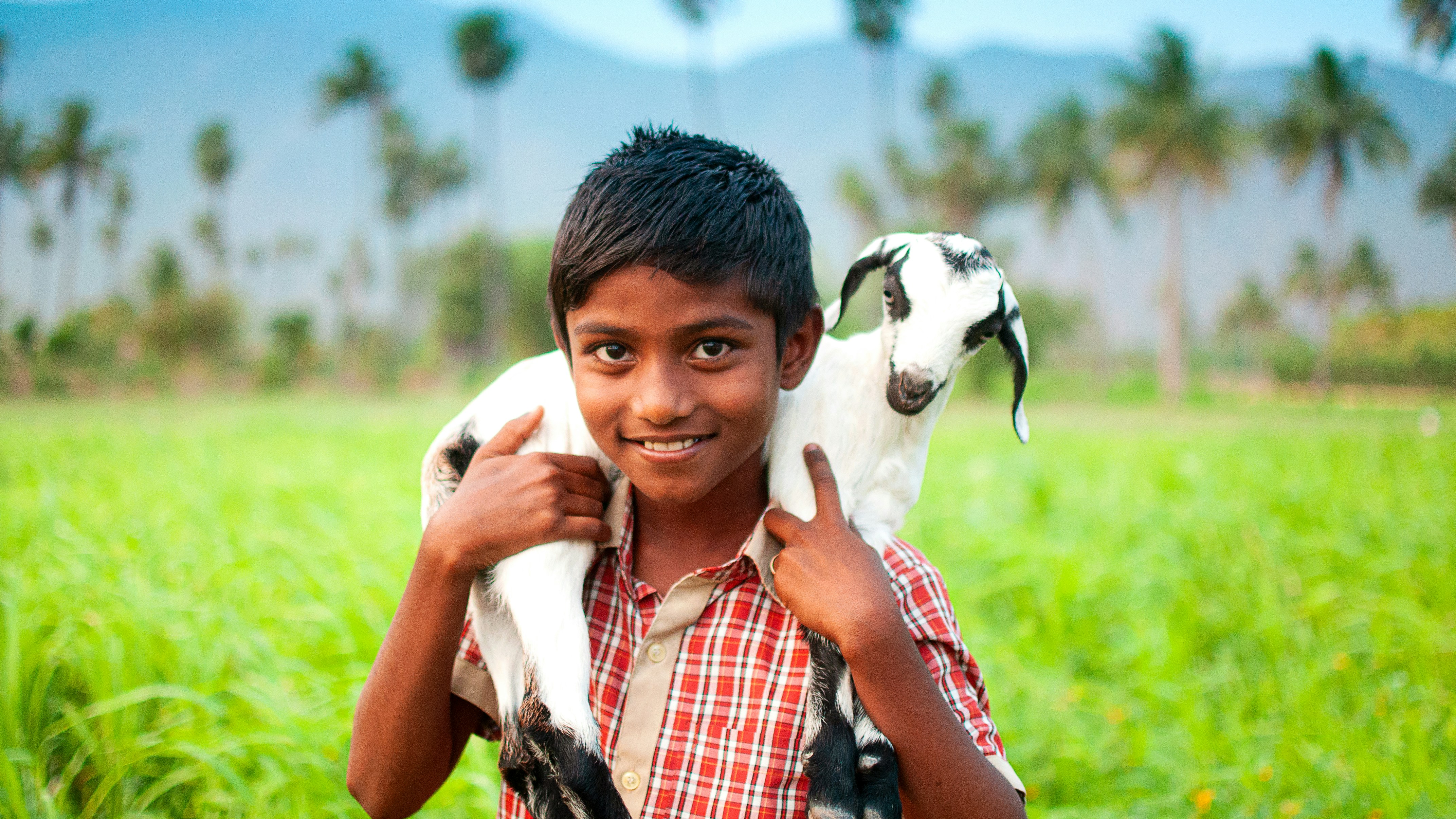 Goat farm at Ammanambakkam